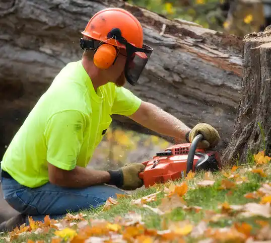 tree services Bellaire